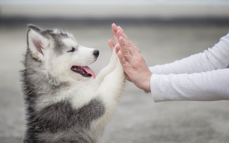 Des collations saines pour ton chien : 10 Astuces