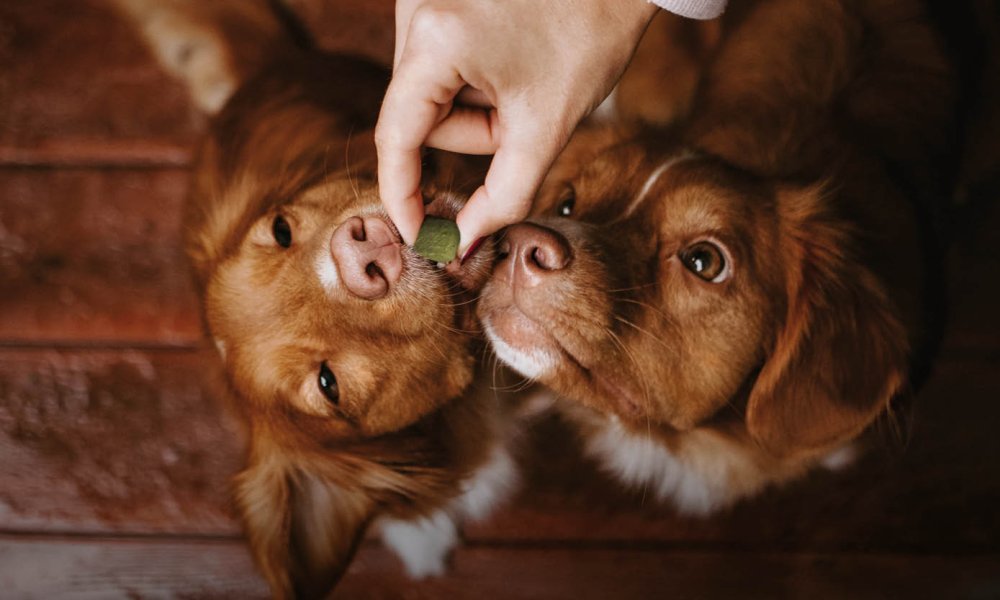 Les 10 meilleures récompenses pour les chiens