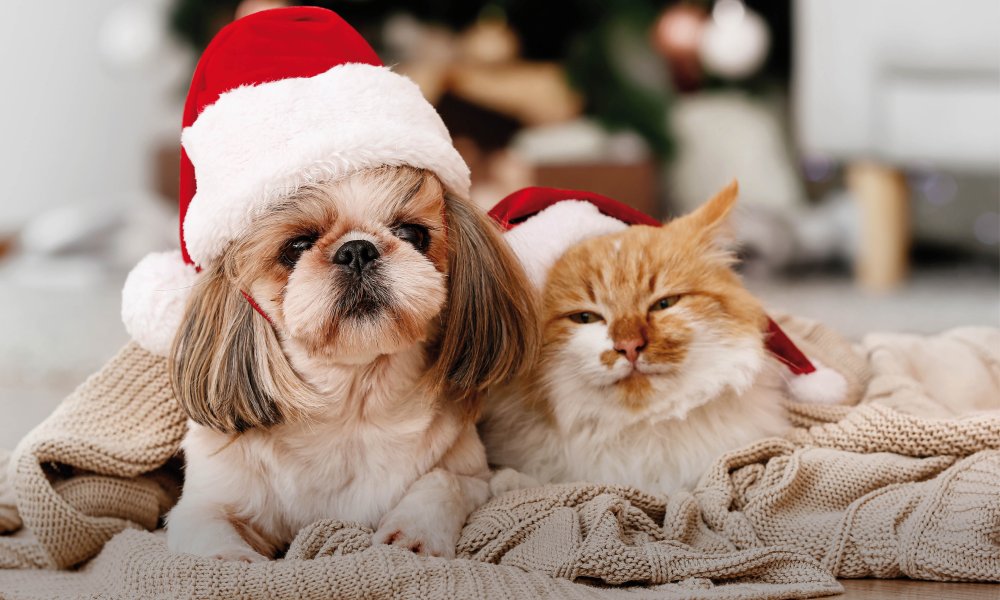 Les friandises pour chien les plus originales pour les fêtes !