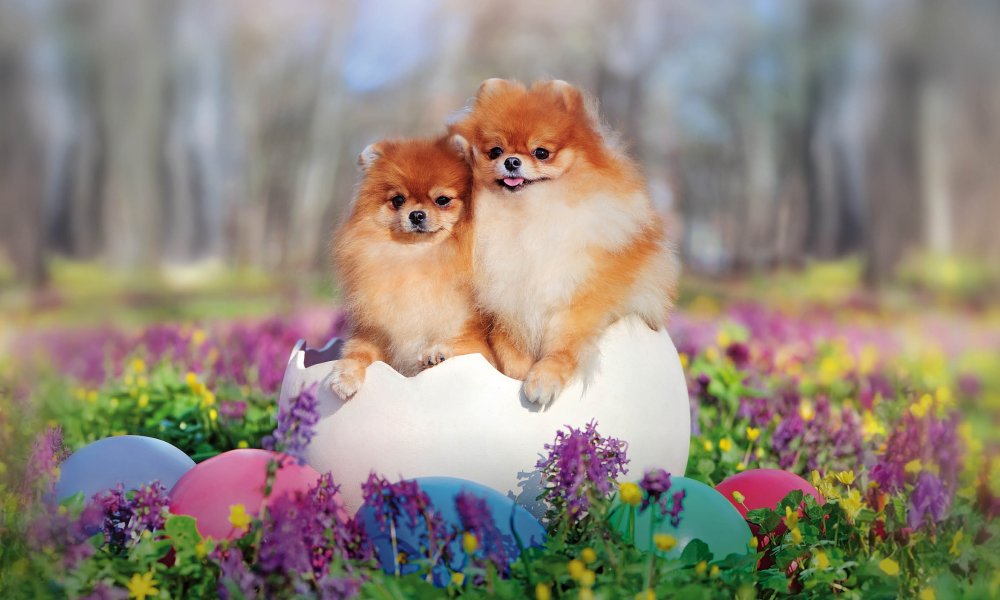 Offre à ton chien une collation spéciale de Pâques. Seras-tu de la partie ?