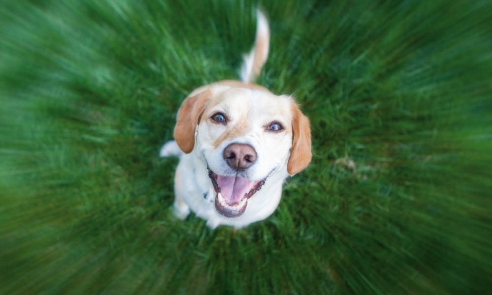 Pour que ton chien soit dynamique à l’extérieur, emporte ces collations de dressage