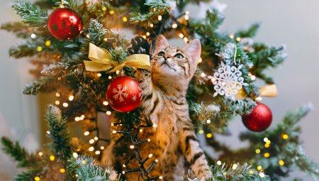 Des idées pour remplir la chaussette de Noël de ta boule de poils